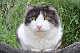 Эффект рыбьего глза