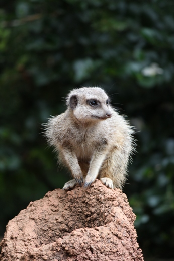 Образец фотографии 1