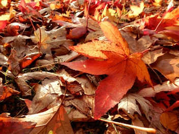 Образец фотографии 1