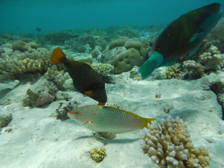 ОБразец фотографии