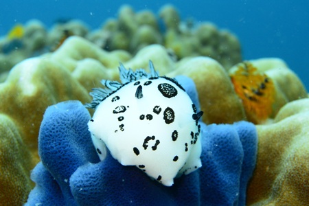 Образец фотографии 2