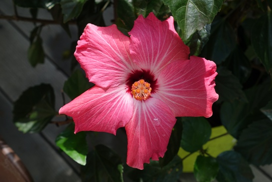 ОБразец фотографии